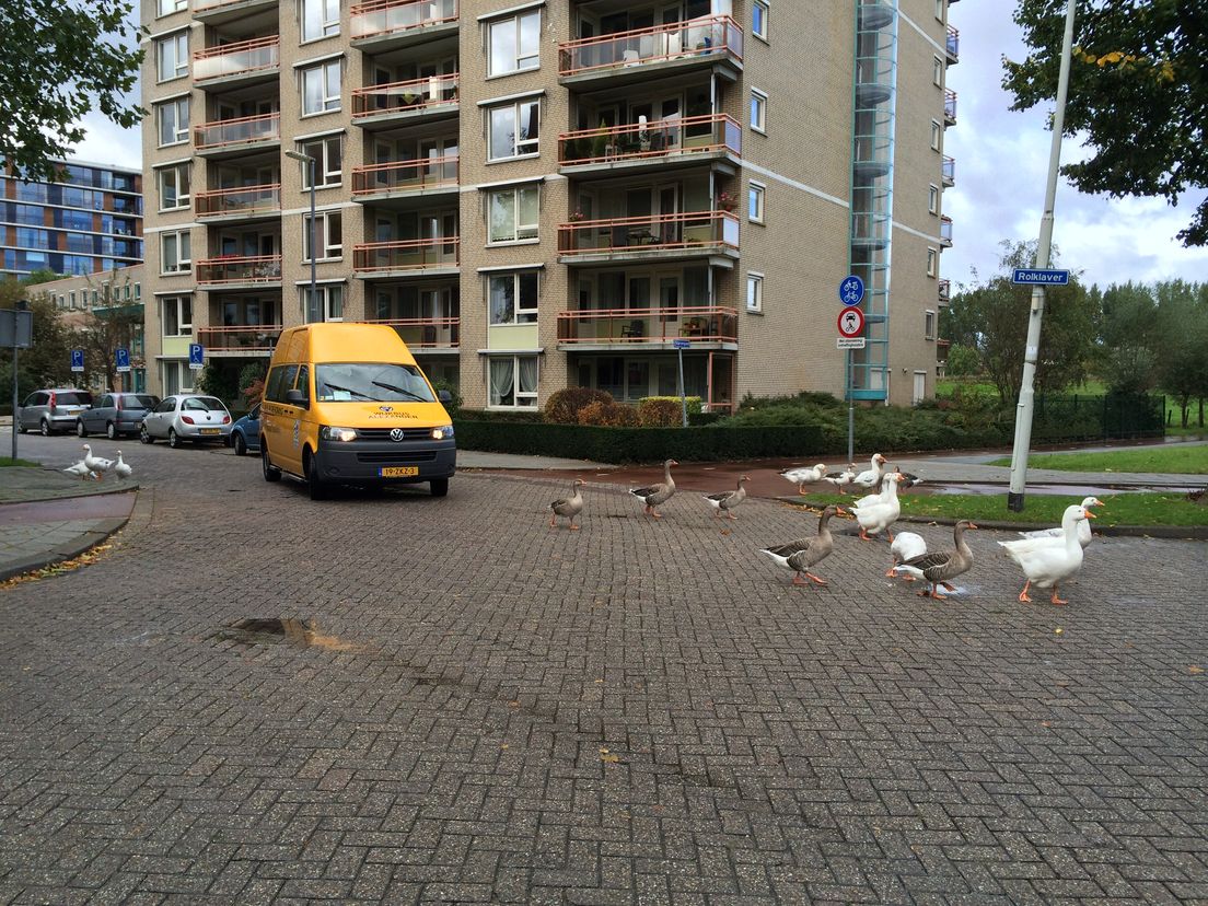 ganzen_in_ommoord