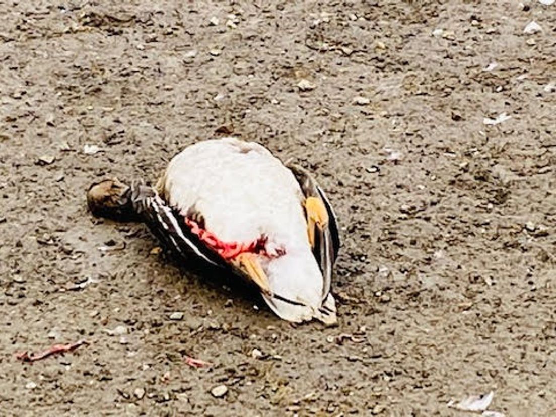 Slachtoffer vogelgriep Oude Land van Strijen