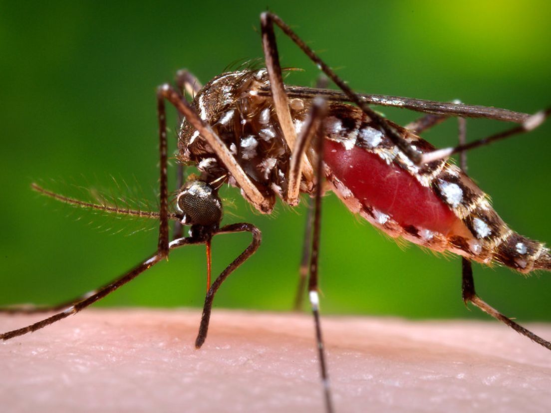 Bioloog Arnold van Vliet vertelt over zijn muggenradar