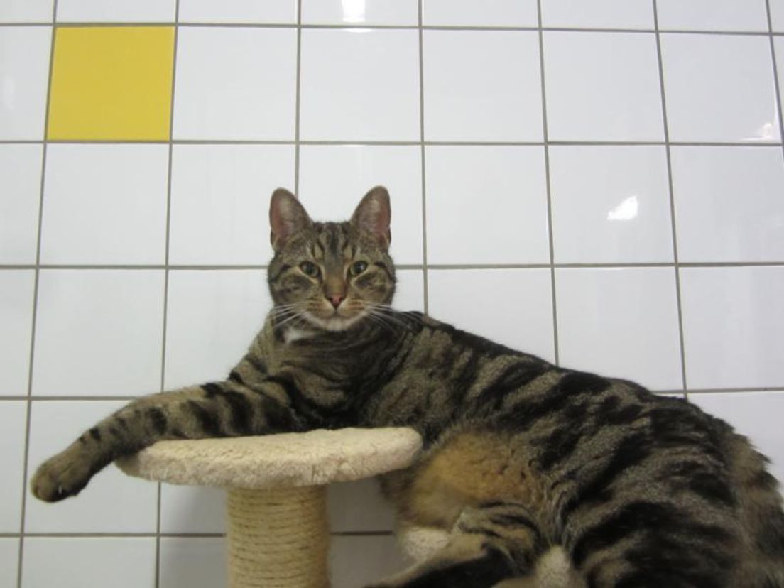 Kattenopvang2