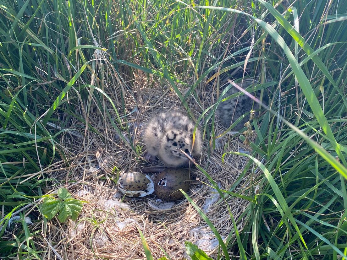 Een nest in de meeuwenkolonie in de Rotterdamse haven