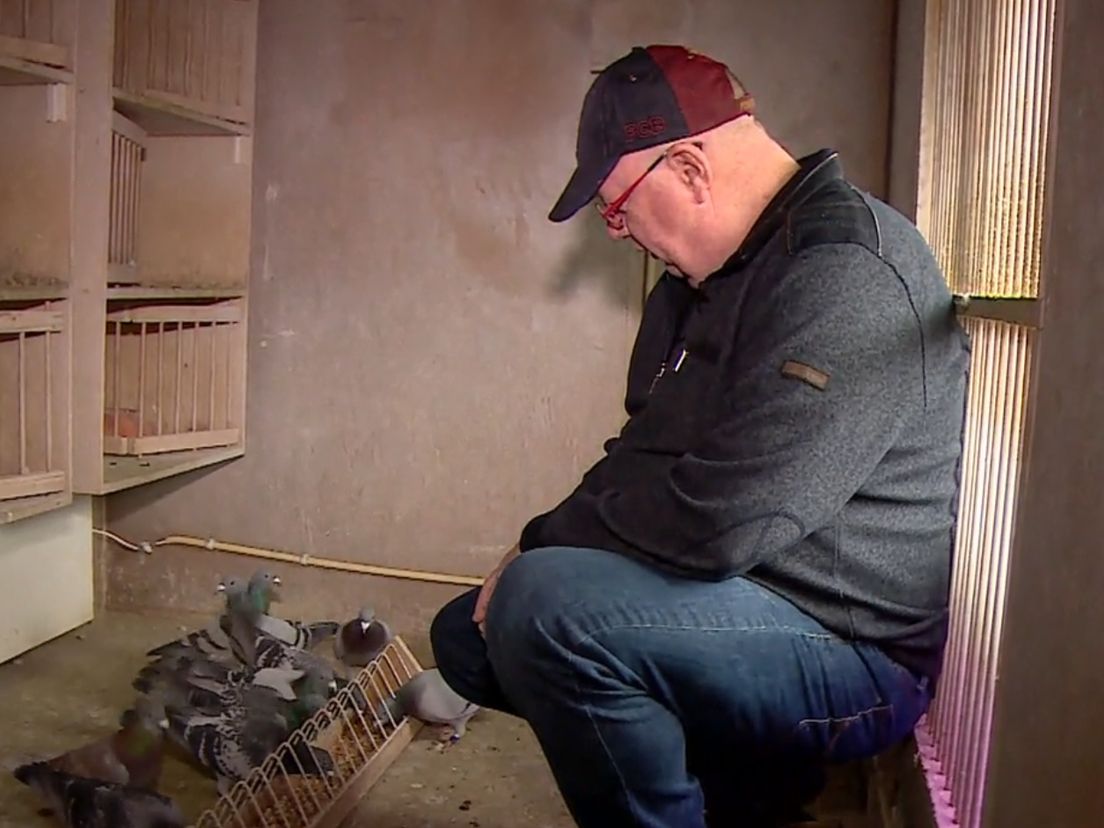 Jan Abbing met zijn duiven (Rechten: Hugo Boogaerdt / RTV Drenthe)
