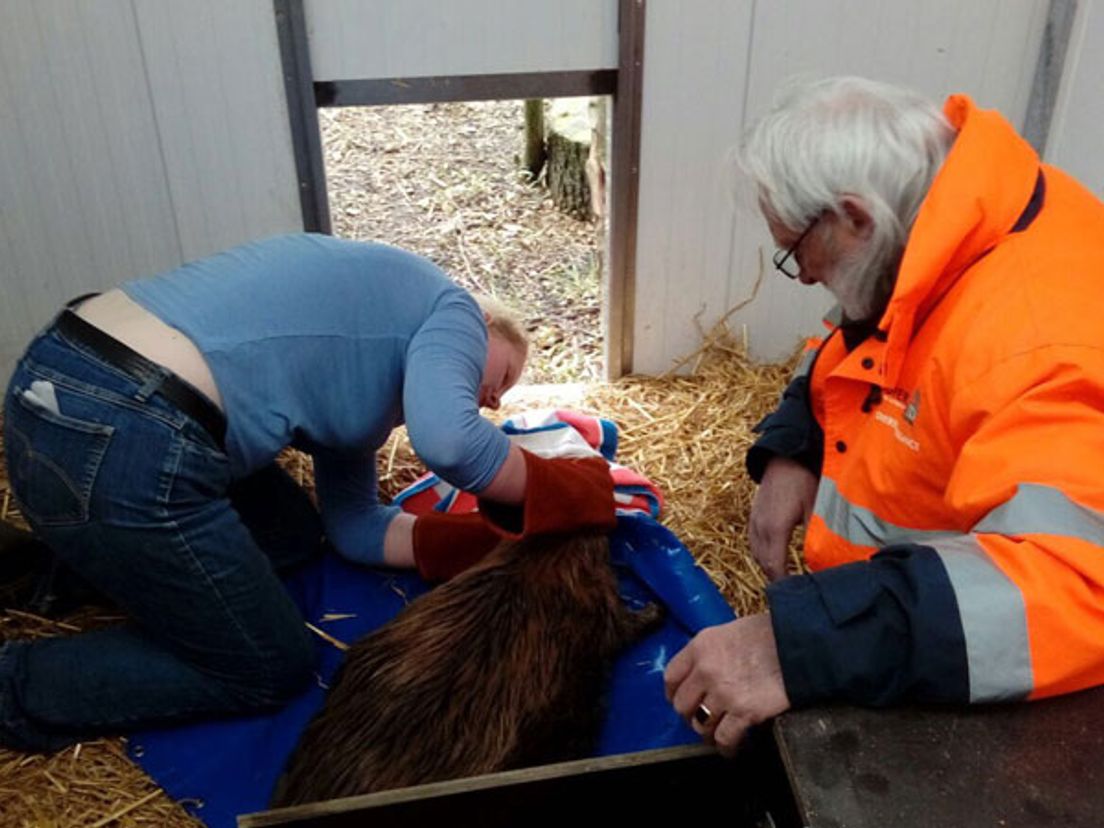 De bever in de opvang in Zundert.