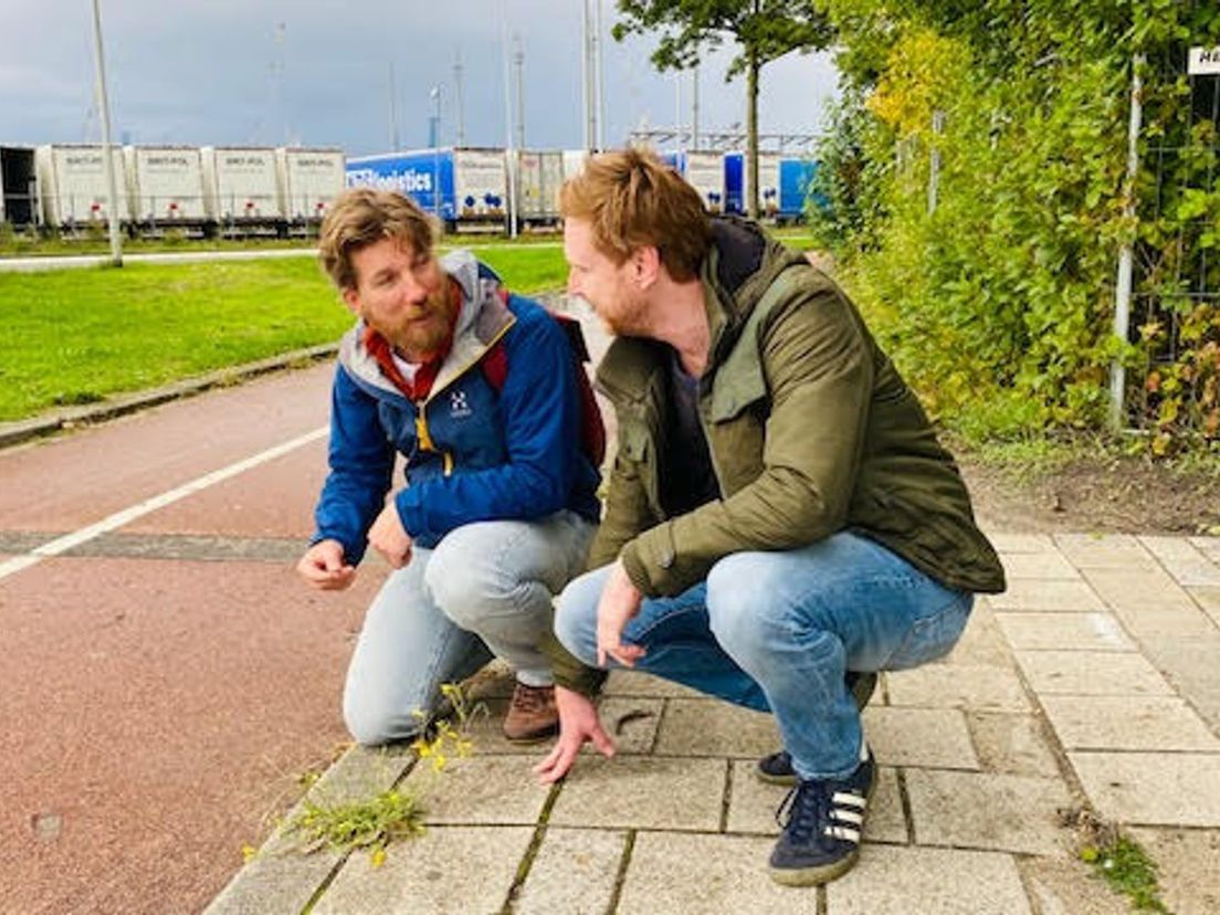 André de Baerdemaeker en Raymond Lagerwaard Zelfs op een plek in de haven waar wilde rucola groeit