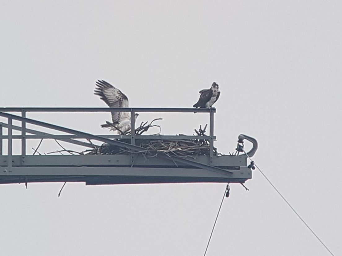 Het tweede paar visarenden dat broedt in de Biesbosch