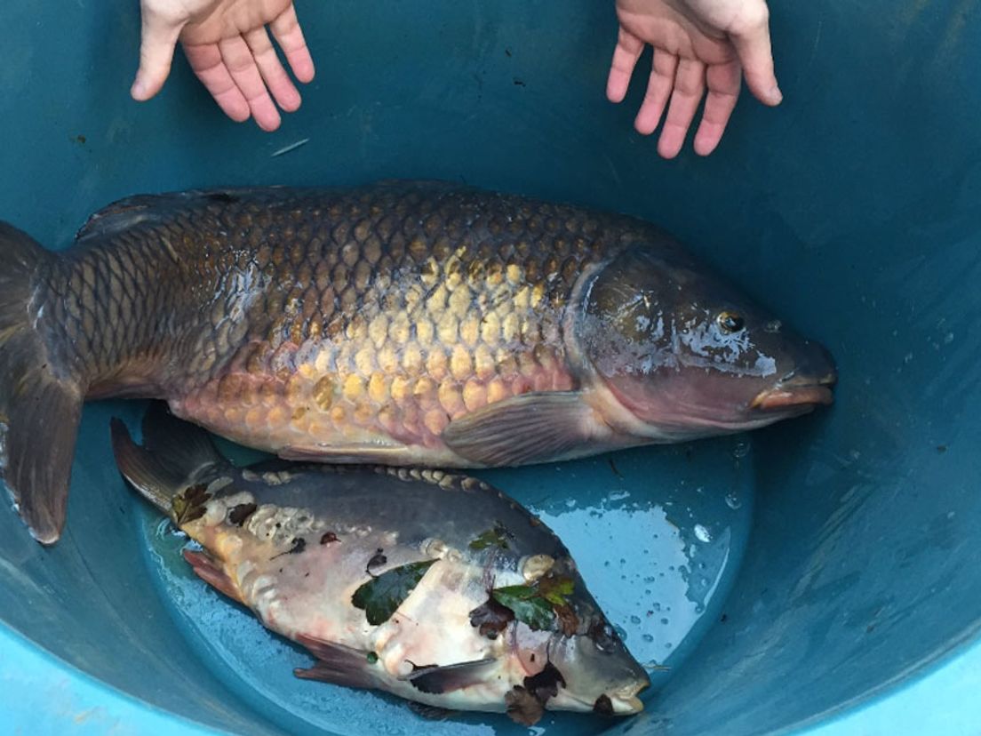 Visvereniging Spijkenisse redt laatste levende vissen