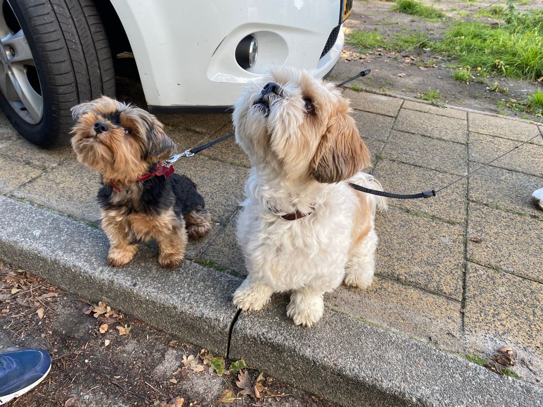 Lady en Bob