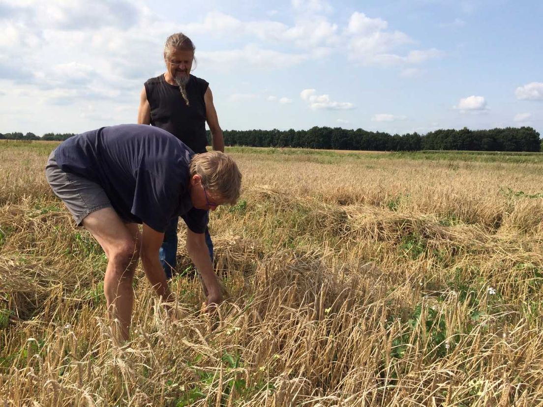 Vrijwilligers proberen op prehistorische wijze gerst te oogsten (Rechten: Marjolein Knol / RTV Drenthe)