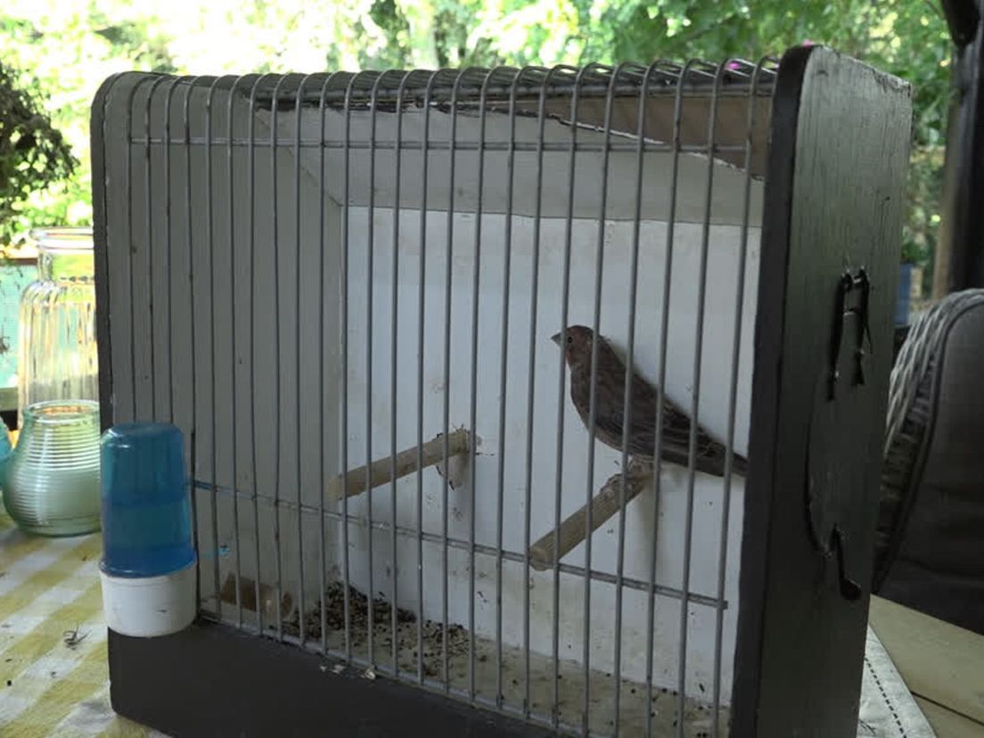 Een van de nieuwe vogels
