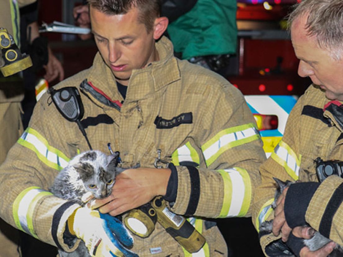 Deze stoere brandweermannen ontfermden zich over de kittens