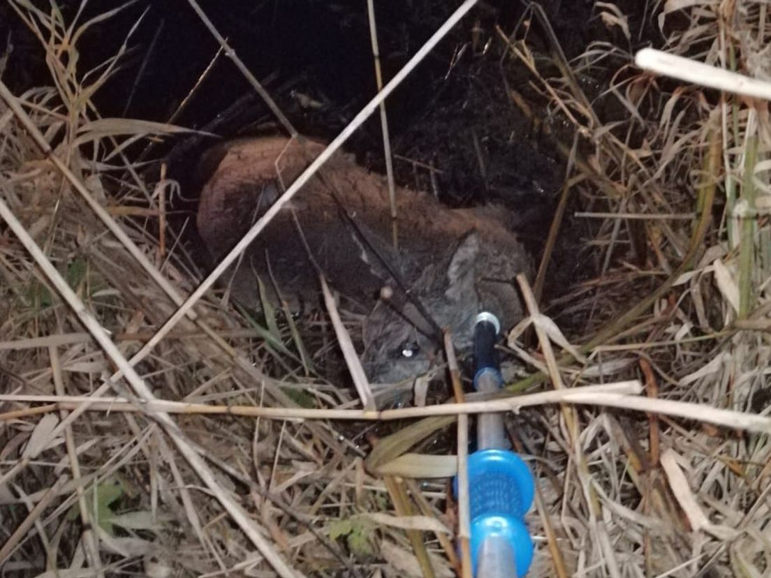 Medewerkers van de dierenambulance proberen het diertje boven water te houden.