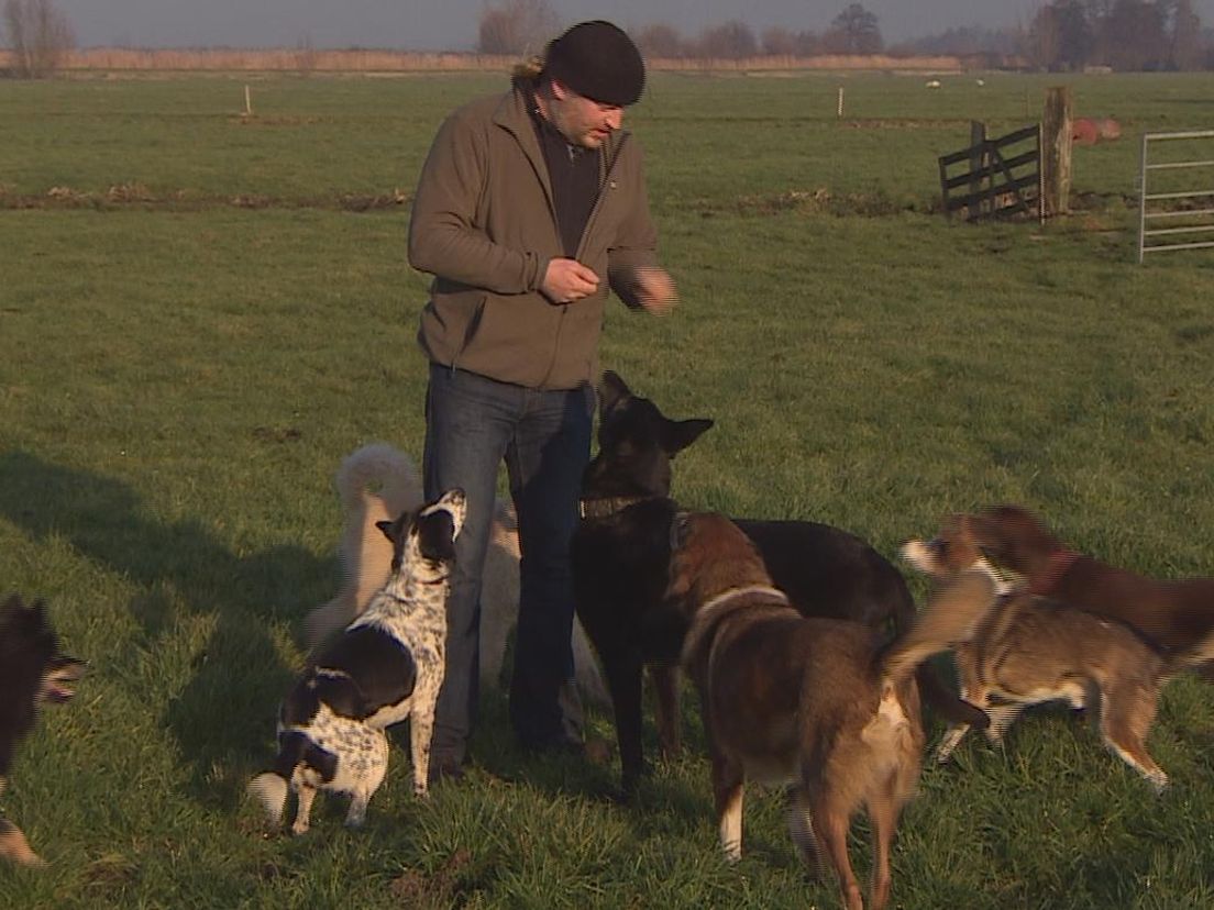 Knalloos Oud en Nieuwfeestje voor honden in Ottoland
