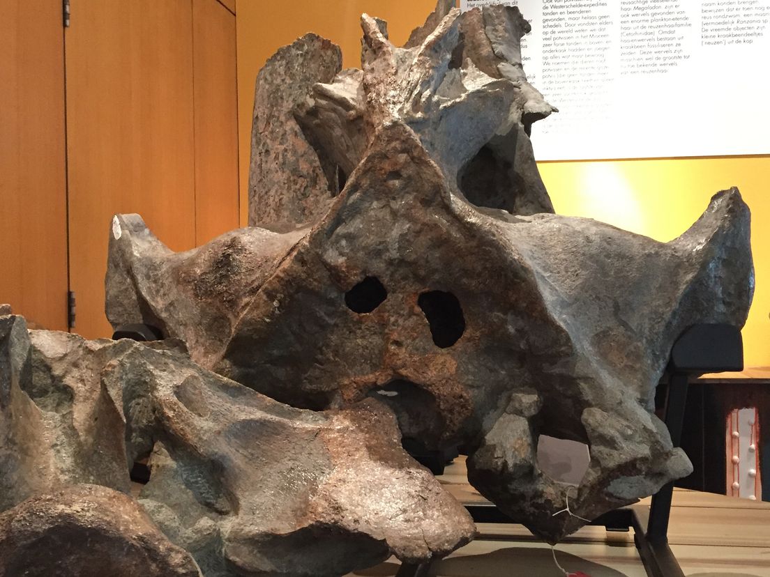 schedel van een oerwalvis van 7,8 miljoen jaar geleden
