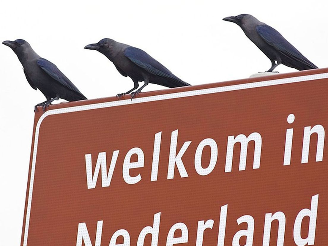 Enkele huiskraaien op het welkomstbord bij de haven van Hoek van Holland.