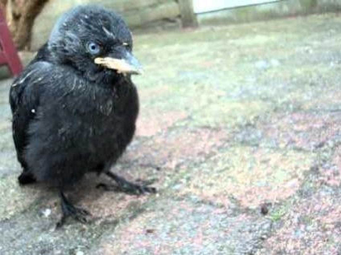 vergiftigen lekken baan Laat uit het nest gevallen vogel gewoon in je tuin zitten' - Rijnmond