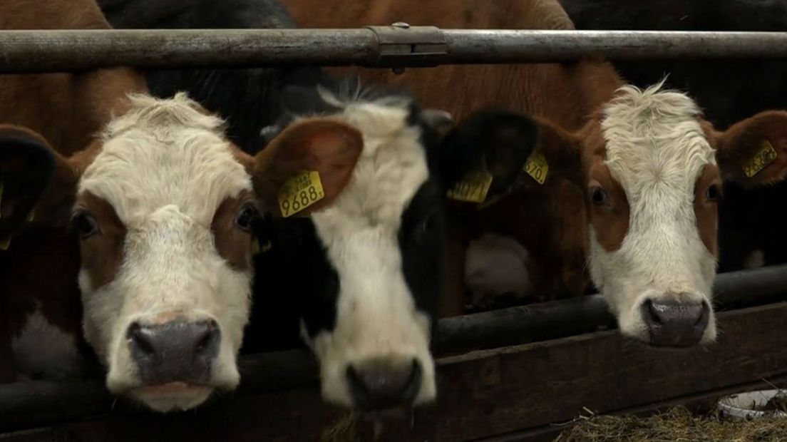 Groninger Blaarkoppen bij de boerderij van Tepper in Leutingewolde (Rechten: RTV Drenthe)