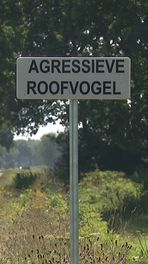 Agressieve roofvogel in Vries