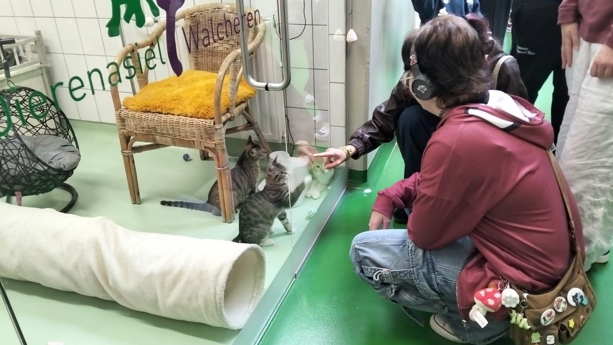 Opvallend weinig dieren tijdens open dag dierenasiel Vlissingen: 'We zijn bijna uitverkocht'