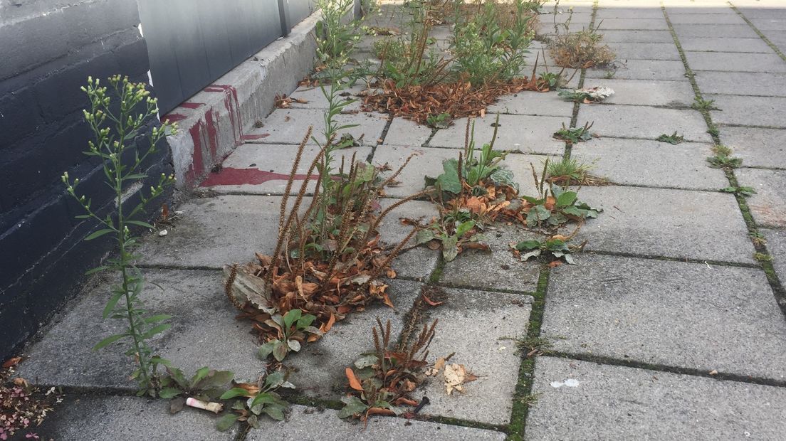 Onkruid op Zeeuwse trottoirs