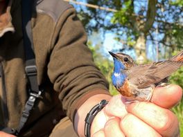 Vogels vangen met mistnetten: 'Het draagt bij aan meer inzicht'