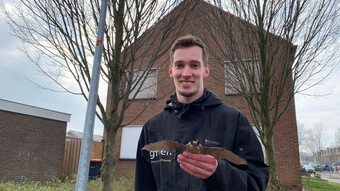 Ecoloog Rutger Olthof met een soortgelijke vleermuis als de zeldzame meervleermuis