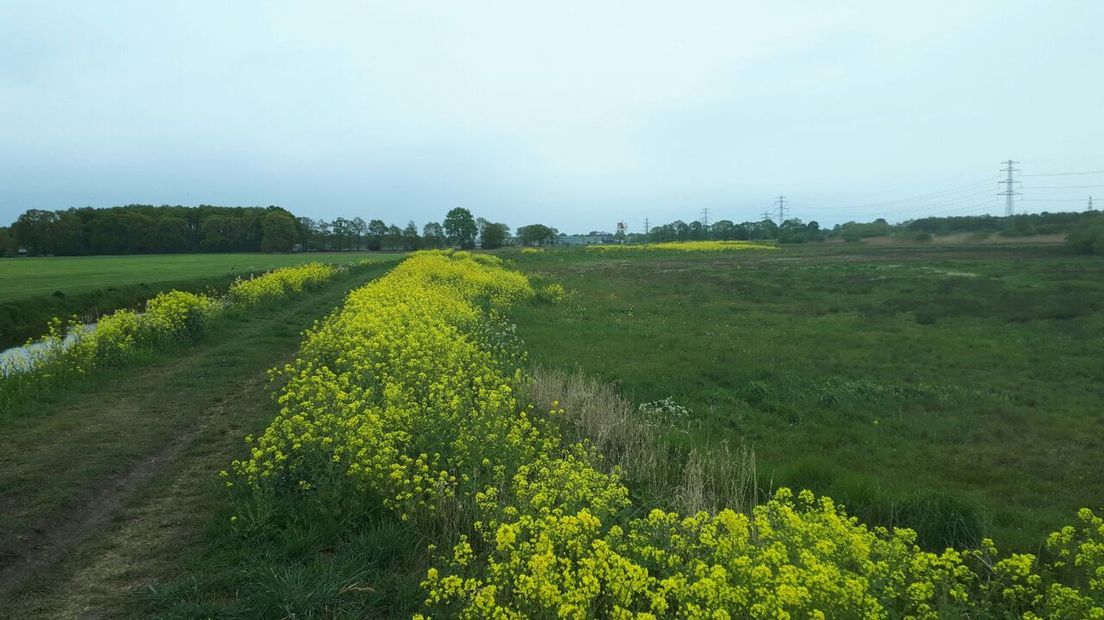 Gele bloemen in de berm (Rechten: RTV Drenthe/Greetje Schouten)