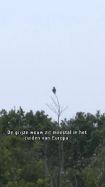 Zeldzame grijze wouw gespot
