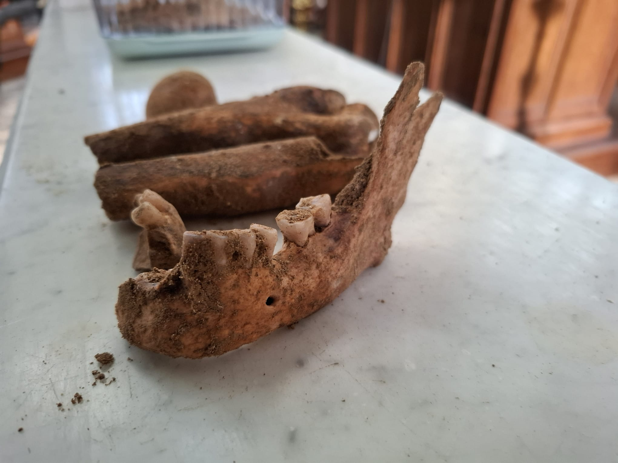 Parte de la mandíbula y los dientes utilizados para el análisis de ADN.