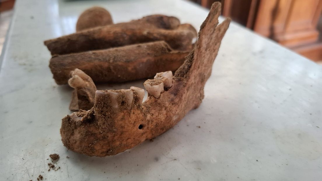 Parte de la mandíbula y los dientes utilizados para el análisis de ADN.