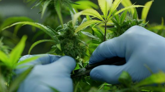 Hennepkwekerij opgerold • auto's total loss