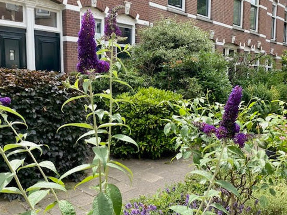 In de dichtbundel Lustvol Kralingen staan heel wat gedichten over de Annastraat.