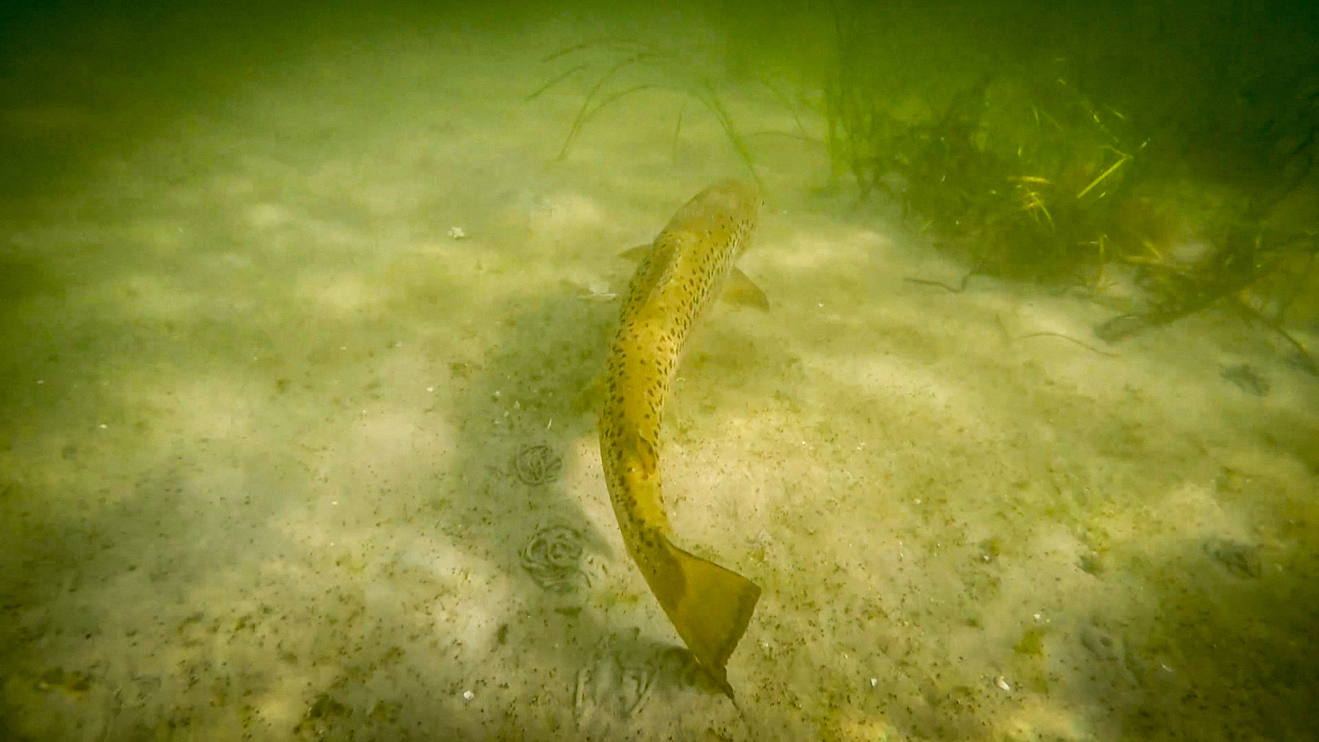 Het lijkt stil in de winter, maar onder water gebeurt van alles: 'Deze vis paait juist in de winterperiode'
