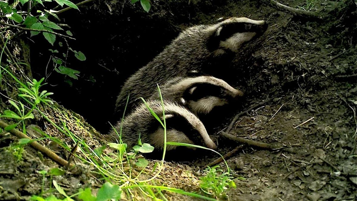 Jonge dassen geboren bij spoor van Molkwerum: "Dat is mooi gelukt"