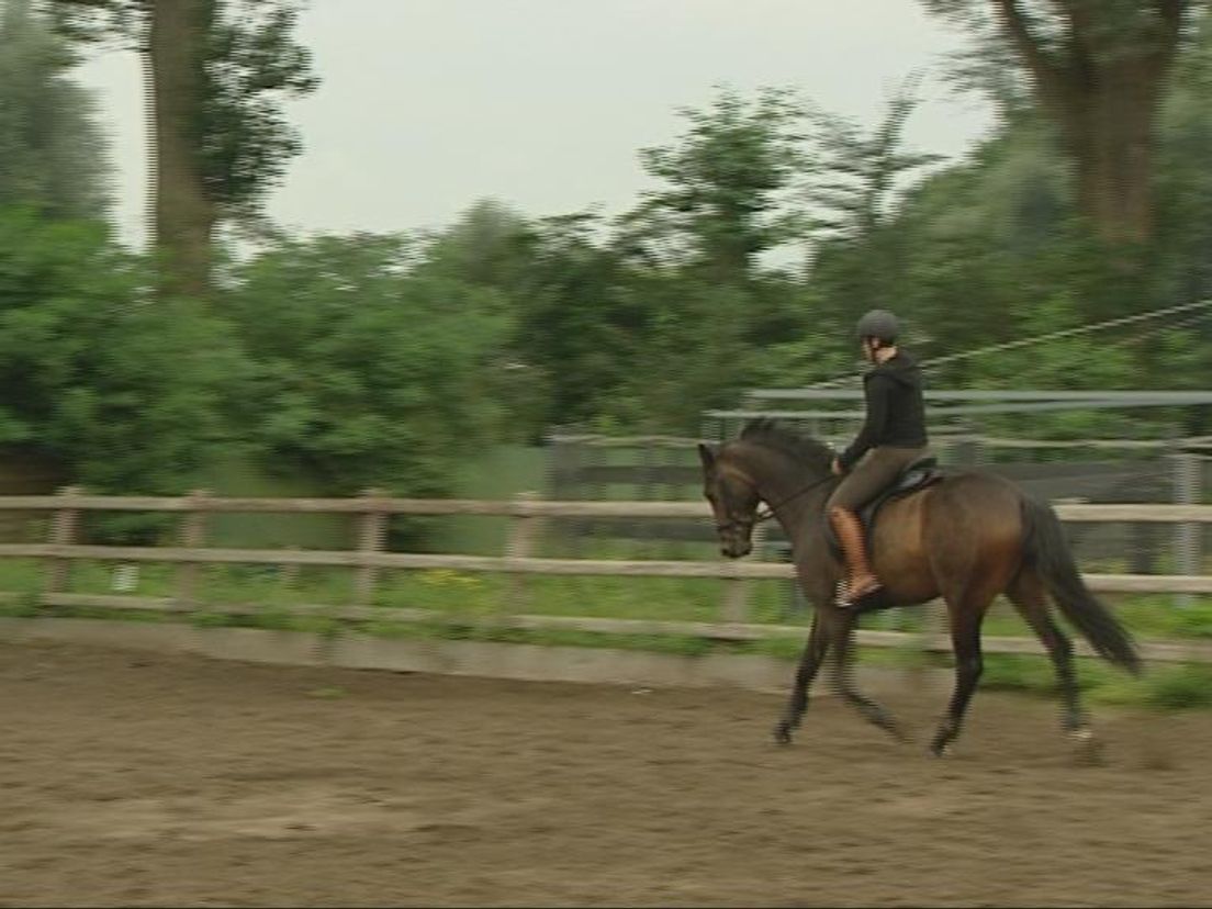 paardensport2