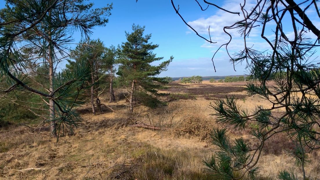 Asselsche Heide