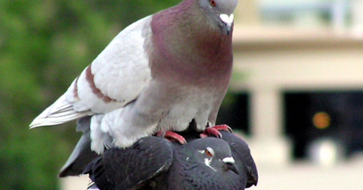 Hoe vaak kan een duif een ei leggen? - Rijnmond