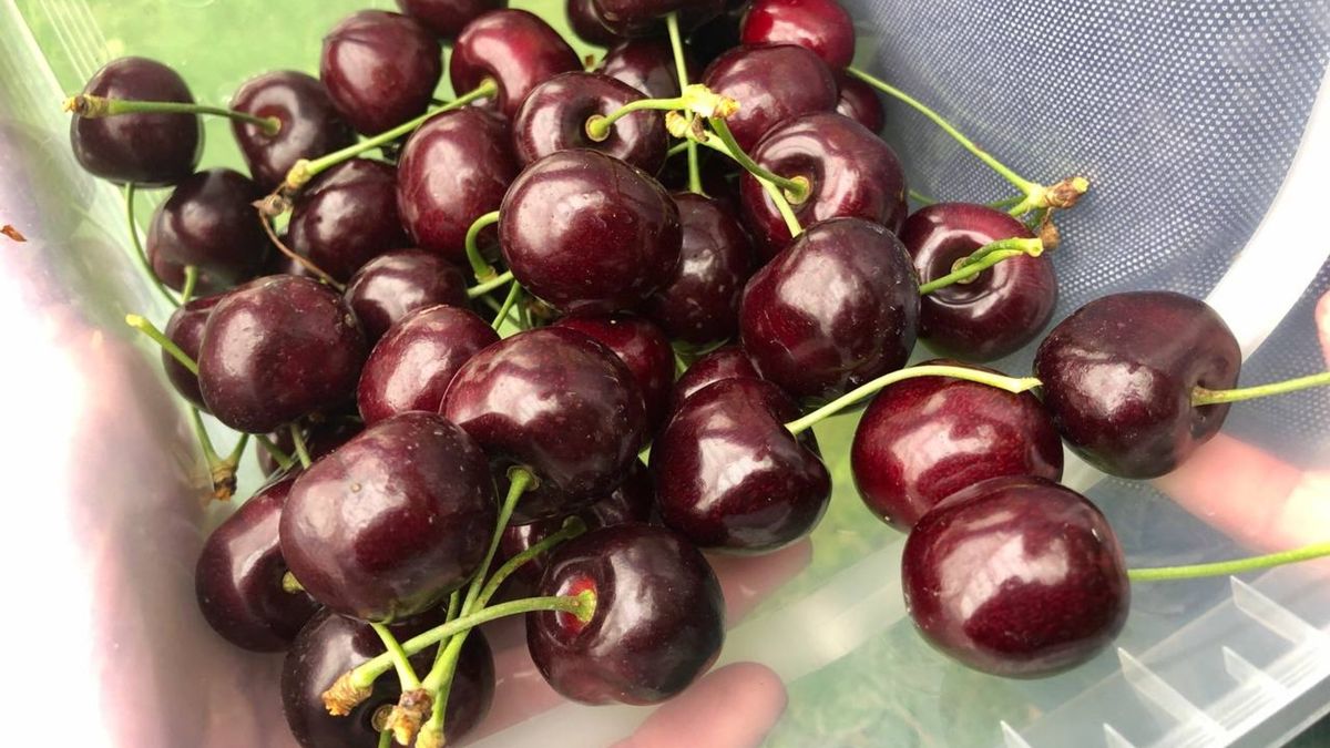 Kersenplukkers kunnen los: 'Ze zijn zoet en sappig'