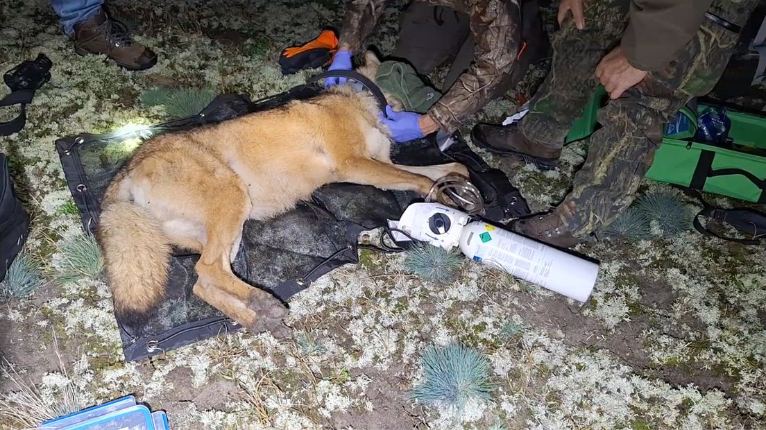 Een verdoofde wolf krijgt een halsbandzender om.