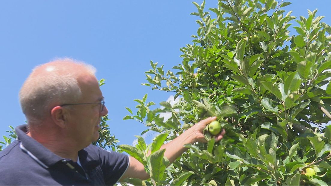 Teler Jos Schilderink controleert zijn elstarappels