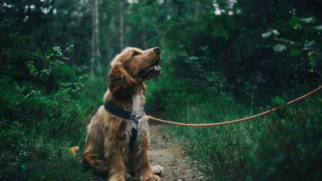 Honden moeten tijdelijk op meer plekken aangelijnd