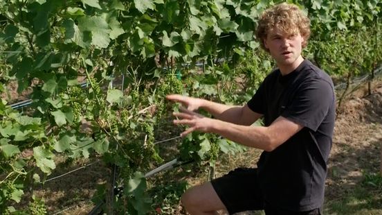 Droogte? Twentse wijnboer kan (voorlopig) lachen: 'Beste jaar tot nu toe' Home
