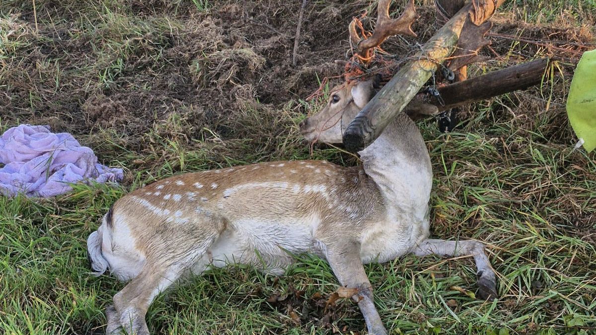 Damhert bevrijd uit hekwerk in De Knipe