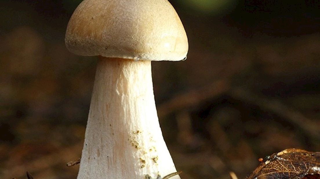 2e prijs wedstrijd 'Mooiste herfstfoto 2014'