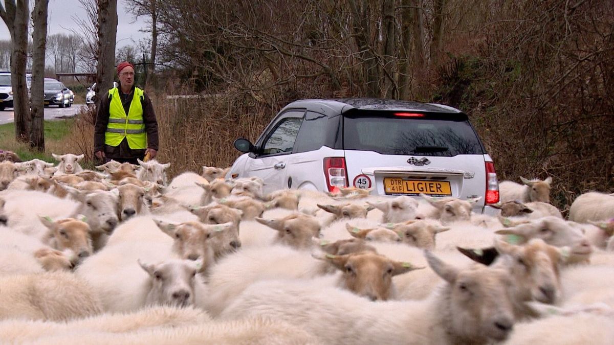 File in Grijpskerke met opmerkelijke oorzaak: 250 hoogzwangere dames