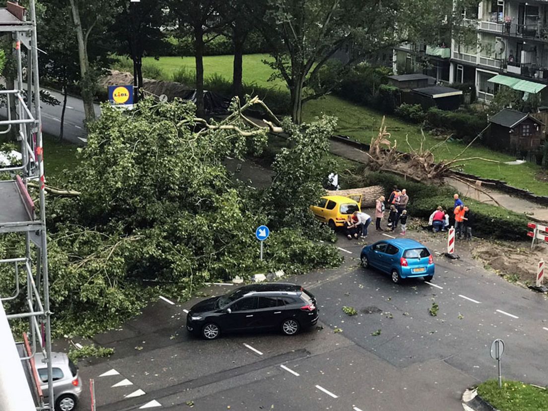 De boom die in Schiedam is omgevallen