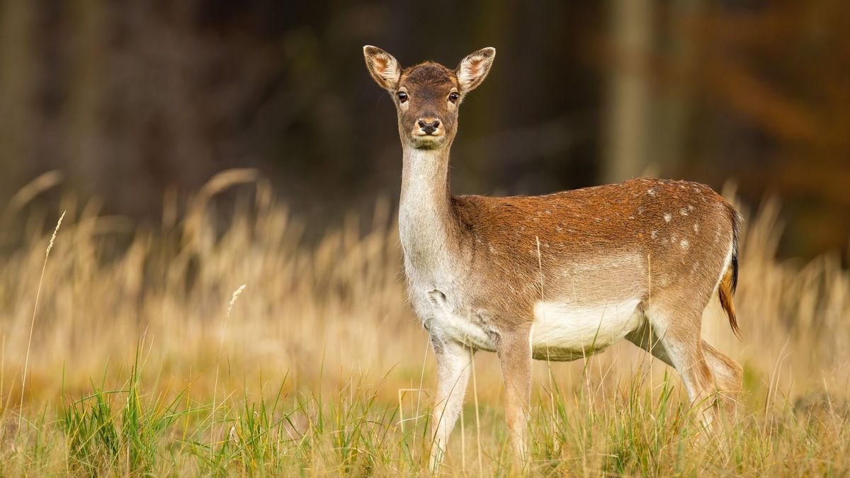 Politie schiet twee ontsnapte damherten af in Vrouwenparochie: 