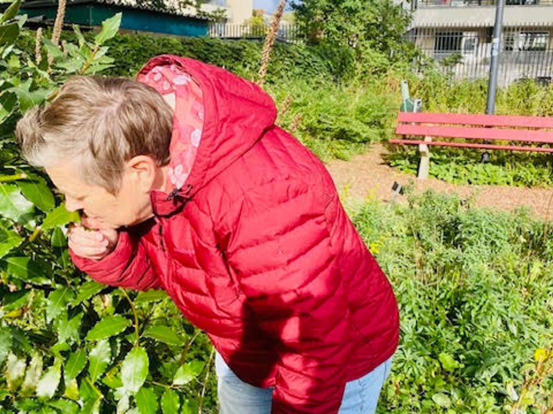Botanicus Melitta van Bracht snuift de aromatische geuren van de laurier op