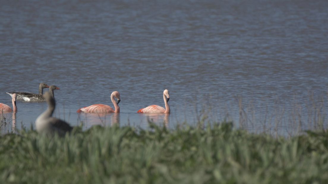 Flamingo's in de IJssel