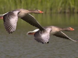 Nu al dodelijkste vogelgriep in 20 jaar en dan moet de vogeltrek nog komen