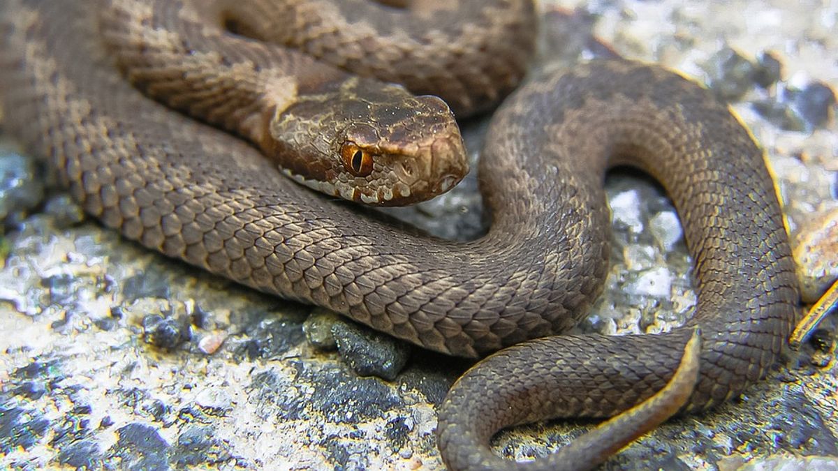 Adders op Hijkerveld zijn honkvast